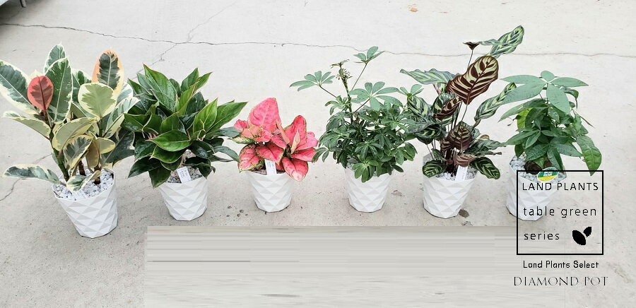 ڴտʪȡ3 ޤ ա3ȭȡ 5  ץ饹åȭ ƥͥࡦ饪ͥޡե顦ƥѥ assortment plants