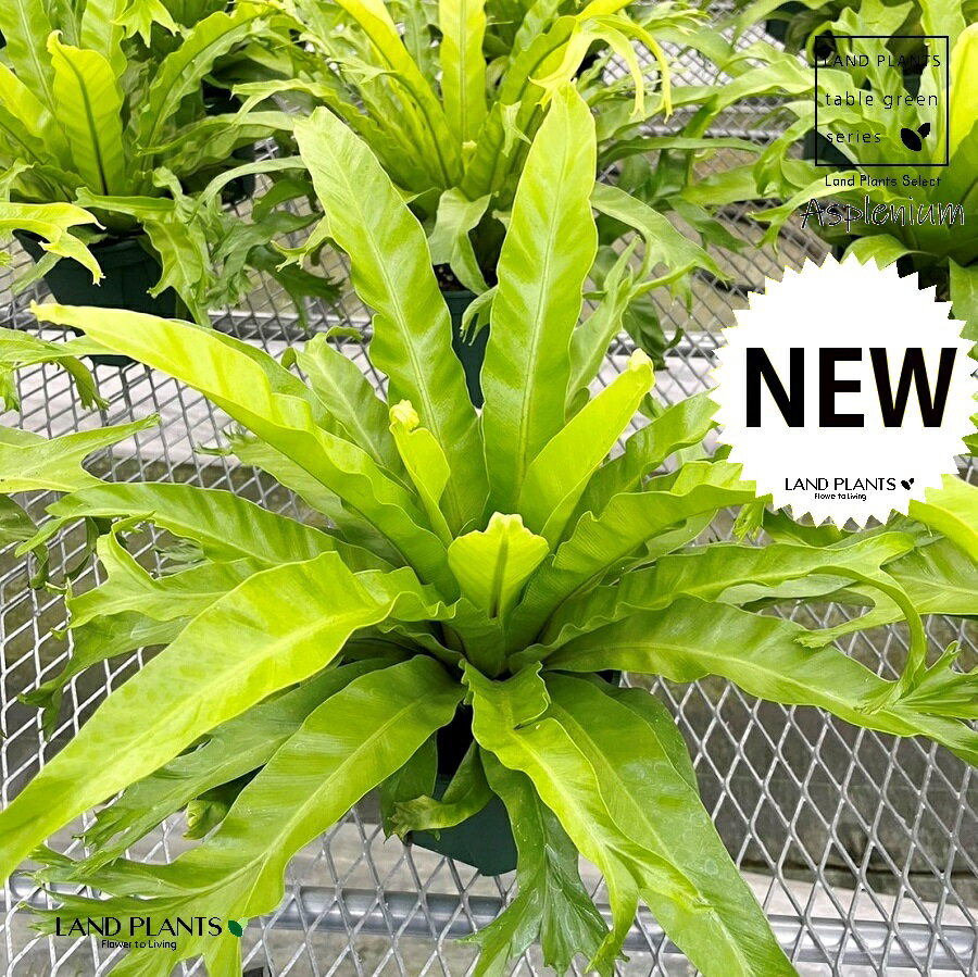 シダ 【シダ植物】 アスプレニウム（クリーシー）1鉢 5号 プラスチック鉢 シダ シダ植物 タマシダ Asplenium