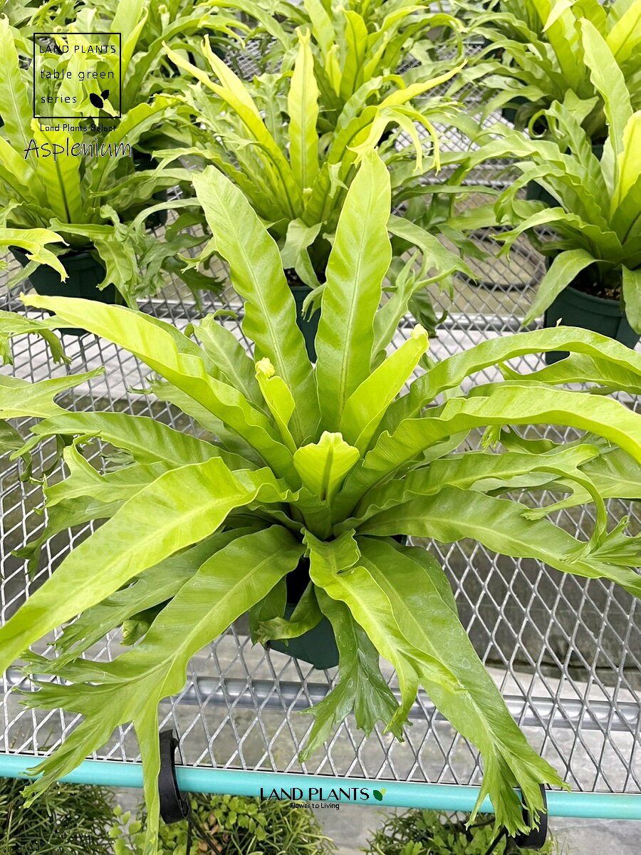 楽天市場】アスプ レニウム(高さ(植物)~ 70.9cm)の通販 楽天市場】アスプ レニウム(高さ(植物)~ 70.9cm)の通販