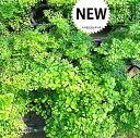 シダ 【シダ植物】 アジアンタム（ミクロフィラ） 3号 ポット苗 1鉢 シダ シダ植物 タマシダ ホウライシダ Adiantum