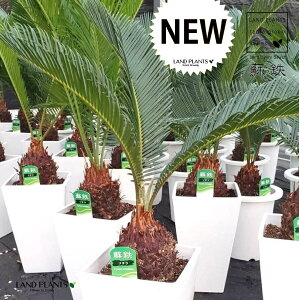 ソテツ（蘇鉄） 6号 プラスチック鉢 1鉢 裸子植物 ジャパニーズ・サゴ・パーム Cycas revoluta Japanese sago palm