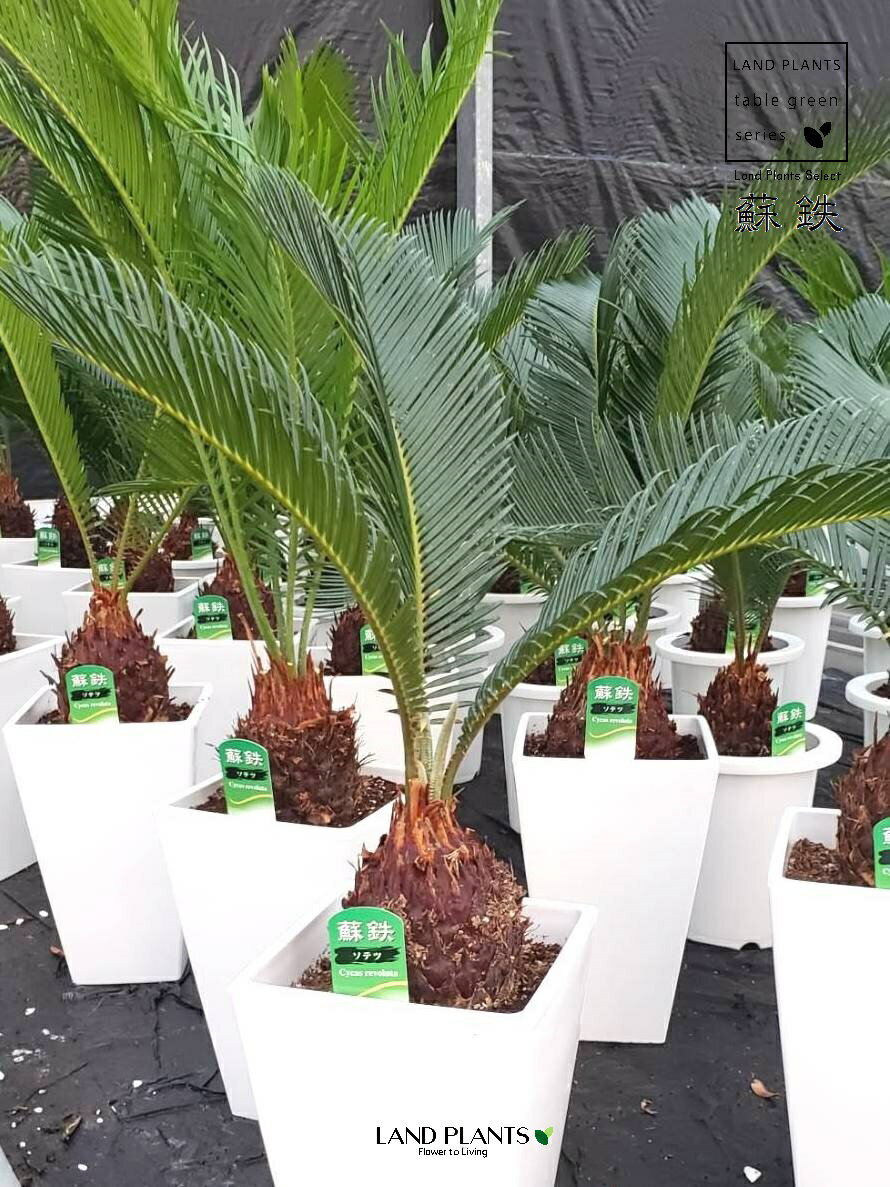 ソテツ ソテツ（蘇鉄） 6号 プラスチック鉢 1鉢 裸子植物 ジャパニーズ・サゴ・パーム Cycas revoluta Japanese sago palm