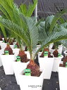 ソテツ ソテツ（蘇鉄） 6号 プラスチック鉢 1鉢 裸子植物 ジャパニーズ・サゴ・パーム Cycas revoluta Japanese sago palm