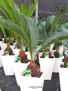 ソテツ（蘇鉄） 6号 プラスチック鉢 1鉢 裸子植物 ジャパニーズ・サゴ・パーム Cycas revoluta Japanese sago palm