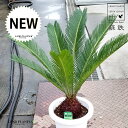 ソテツ ソテツ（蘇鉄） 7号 プラスチック鉢 1鉢 裸子植物 ジャパニーズ・サゴ・パーム Cycas revoluta Japanese sago palm