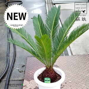 ソテツ（蘇鉄） 7号 プラスチック鉢 1鉢 裸子植物 ジャパニーズ・サゴ・パーム Cycas revoluta Japanese sago palm