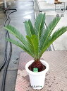 ソテツ ソテツ（蘇鉄） 7号 プラスチック鉢 1鉢 裸子植物 ジャパニーズ・サゴ・パーム Cycas revoluta Japanese sago palm