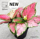 アグラオネマ（ビューティー） 5号 プラスチック鉢 1鉢 Aglaonema 039 Beauty 039