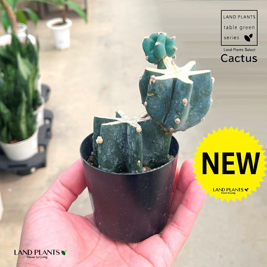 柱サボテン（2段ブランチ） 2.5号 プラスチック鉢 1鉢 鬼面角 サボテン セレウス カクタス Cereus repandus