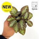 エピスシア 1鉢 3号 ポット苗 ベニギリソウ 紅桐草 イワタバコ Episcia Flame violet