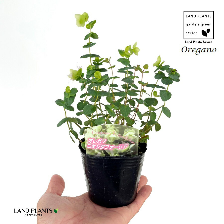 オレガノ（ロタンダフォーリア）1鉢 3号 ポット苗 ハナハッカ ワイルドマジョラム パープルオレガノ Origanum vulgare Oregano、Wild majoram