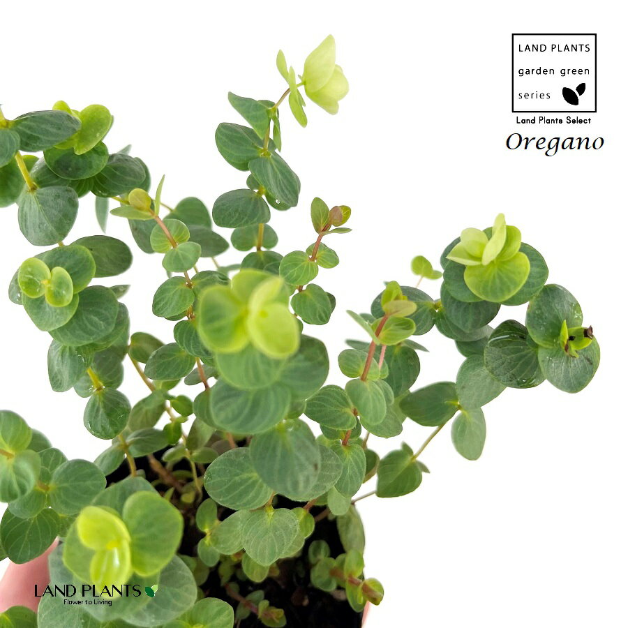 オレガノ（ロタンダフォーリア）1鉢 3号 ポット苗 ハナハッカ ワイルドマジョラム パープルオレガノ Origanum vulgare Oregano、Wild majoram