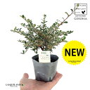 RLAiRglAX^[ OERtBXj 1 4 |bgc RLARglAX^[OERtBX corokia Cotoneaster glaucophyllus