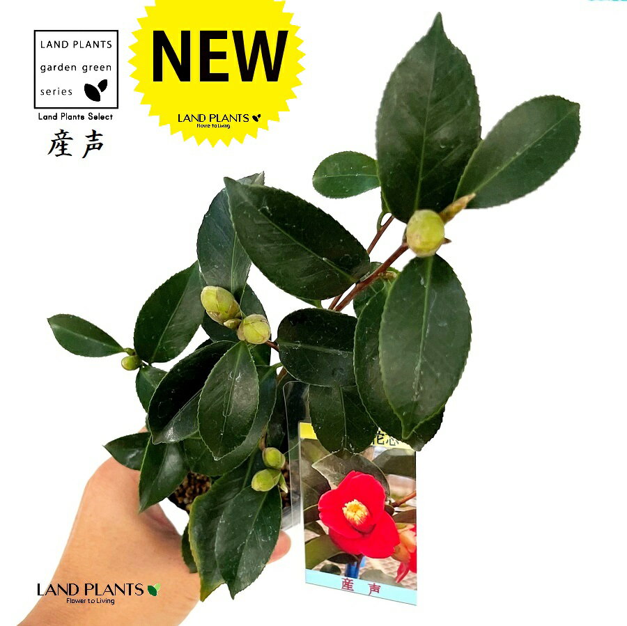 椿：ツバキ（産声） 1鉢 3号 ポット苗 産声 ウブゴエ つばき 椿木 椿 Camelliajaponica