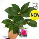 ցFcoLij 1 3 |bgc TLVLu ނ炳 ΂ ֖  Camelliajaponica