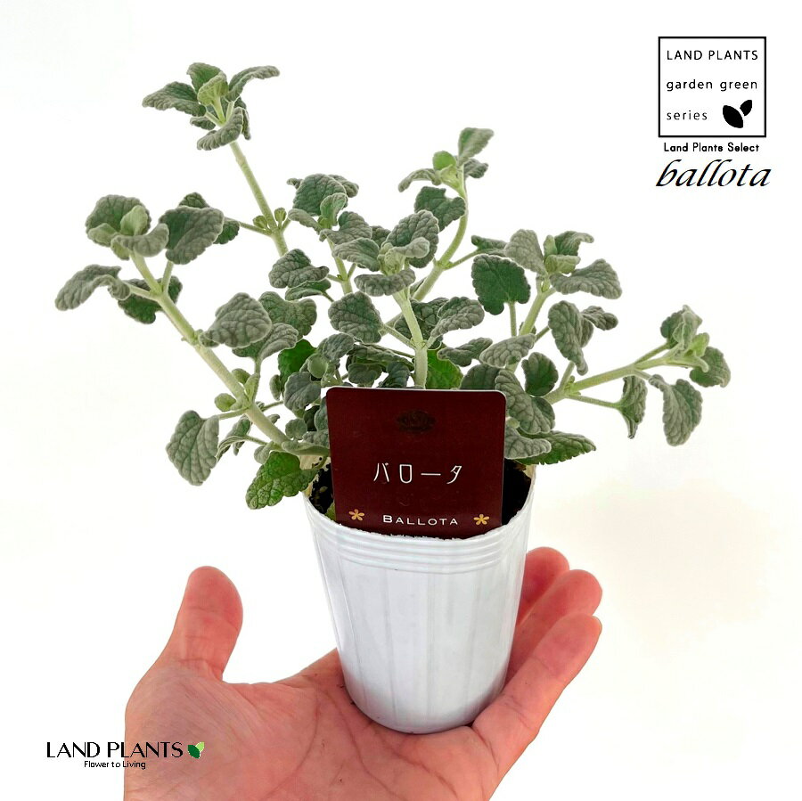 バロータ 2.5号 ポット苗 1鉢 Ballota pseudodictamnusのサムネイル