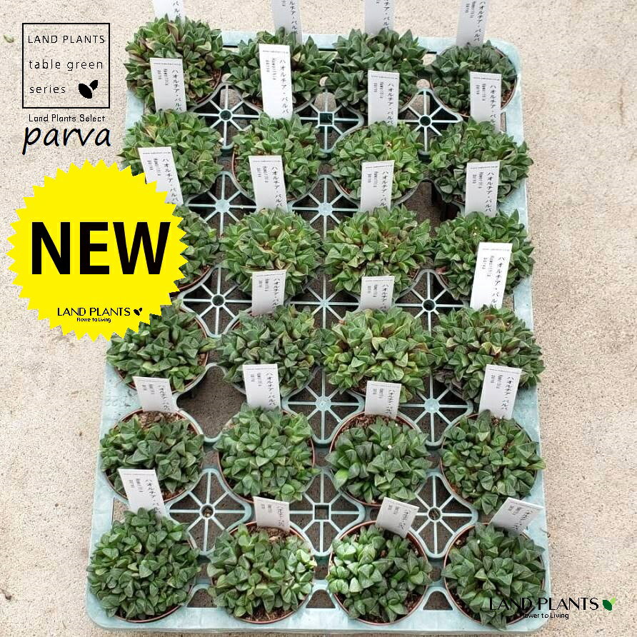 ハオルチア2.5号ポット苗24鉢ハ...