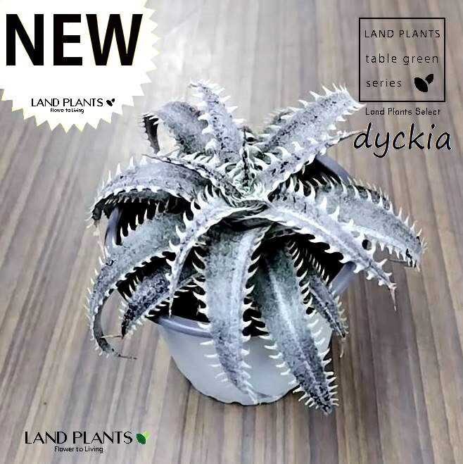 ディッキア（グランマルニエル）1鉢 3.5号 白色 プラスチック鉢 ディッキアグランマルニエ Dyckia 'Grand Marnier'