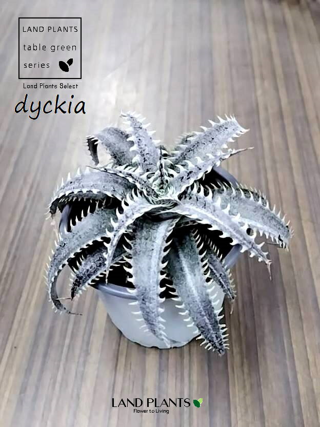 ディッキア（グランマルニエル）1鉢 3.5号 白色 プラスチック鉢 ディッキアグランマルニエ Dyckia 'Grand Marnier'