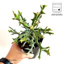 ユーフォルビア（ステノクラーダ） 4号 黒色 プラスチック鉢 Euphorbia stenoclada