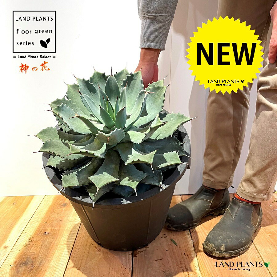 楽天市場】アガベ(サイズ(植木鉢)10 ~ 12号)(花・観葉植物 楽天市場】アガベ(サイズ(植木鉢)10 ~ 12号)(花・観葉植物