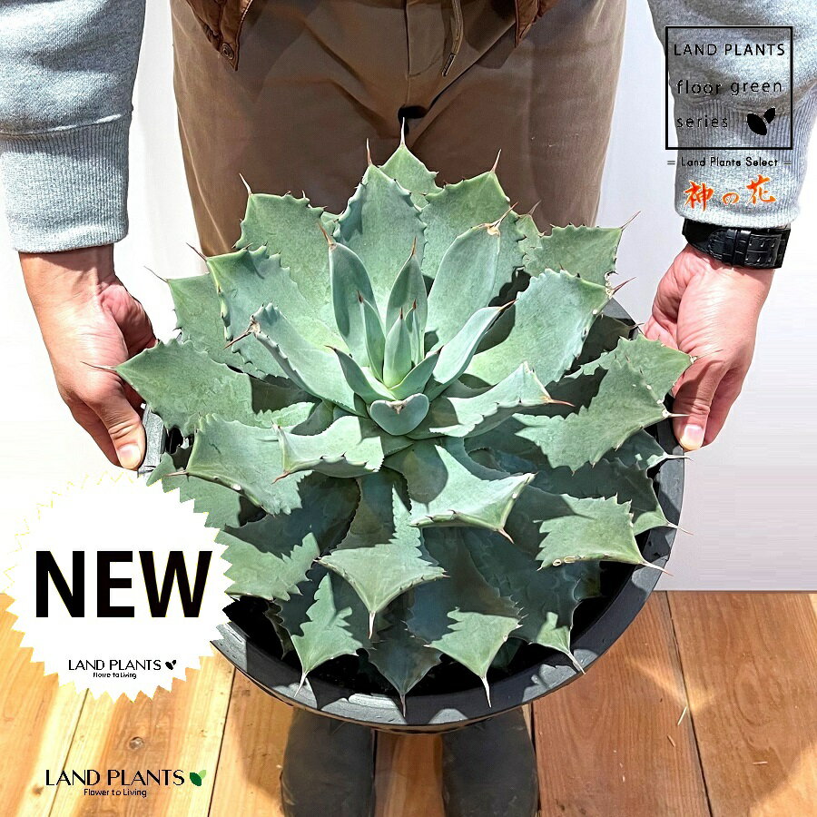 楽天市場】アガベ(サイズ(植木鉢)10 ~ 12号)(花・観葉植物 楽天市場】アガベ(サイズ(植木鉢)10 ~ 12号)(花・観葉植物
