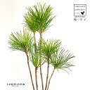 KARUISHI 松（黒松：株立ち） 軽石 1鉢 松 松の木 マツ クロマツ オマツ 雄松 Pinus thunbergii