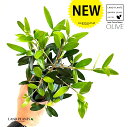 オリーブ オリーブ（自然樹形） 1鉢 3.5寸 ポット苗 OLIVE Olea europaea