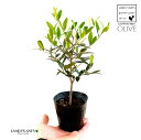 オリーブ オリーブ（自然樹形） 1鉢 3.5寸 ポット苗 OLIVE Olea europaea