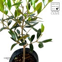 オリーブ オリーブ（自然樹形） 1鉢 3.5寸 ポット苗 OLIVE Olea europaea