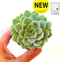 多肉植物 エケベリア（リラ） 1鉢 2.5寸 プラスチック苗 Echeveria 'Lila'