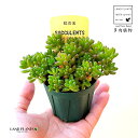 A Z  ̋  1 2.5 vX`bNc jWm^} Sedum rubrotinctum