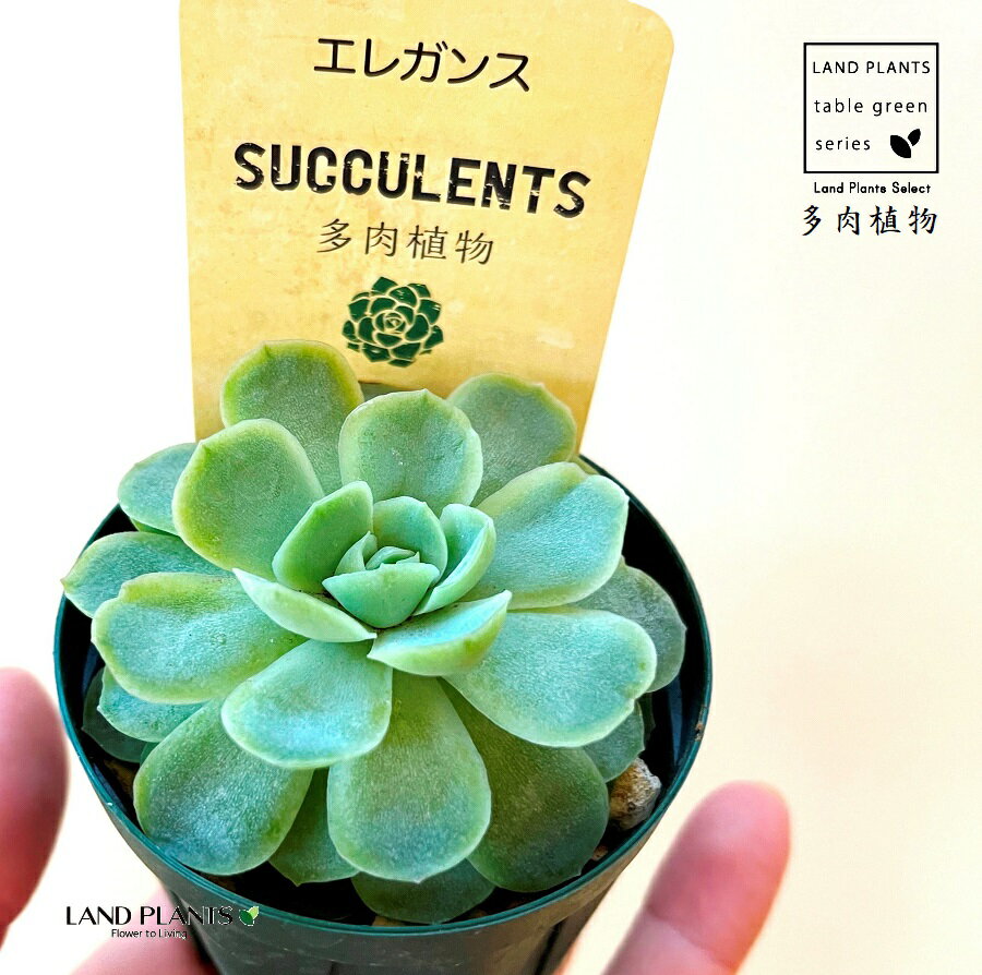 多肉植物 エケベリア（エレガンス：月影） 1鉢 2.5寸 プラスチック苗 エケベリアエレガンス 月影 メキシカンスノーボール 花司 Echeveria elegansのサムネイル