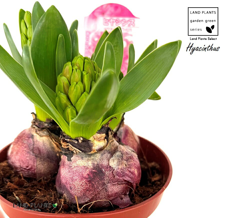 ヒヤシンス 3株（桃：ピンク） 4号 プラスチック苗 1鉢 風信子 夜香蘭 ダッチヒアシンスHyacinthus orientalis