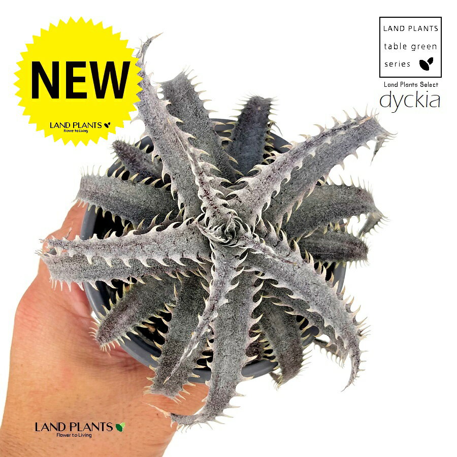 ディッキア（グランマルニエル）1鉢 3.5号 白色 プラスチック鉢 ディッキアグランマルニエ Dyckia 'Grand Marnier'