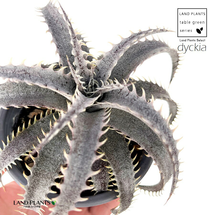 ディッキア（グランマルニエル）1鉢 3.5号 白色 プラスチック鉢 ディッキアグランマルニエ Dyckia 'Grand Marnier'