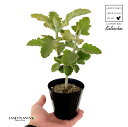 カランコエ ベハレンシス（ローズリーフ）1鉢 3.5号 プラスチック苗 カランコローズリーフ 仙女の舞 矮性種 Kalanchoe beharensis 'Roseleaf'