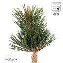 iFRguL}cj 3.5 |bgc 1  ̖ }c Pinus thunbergii