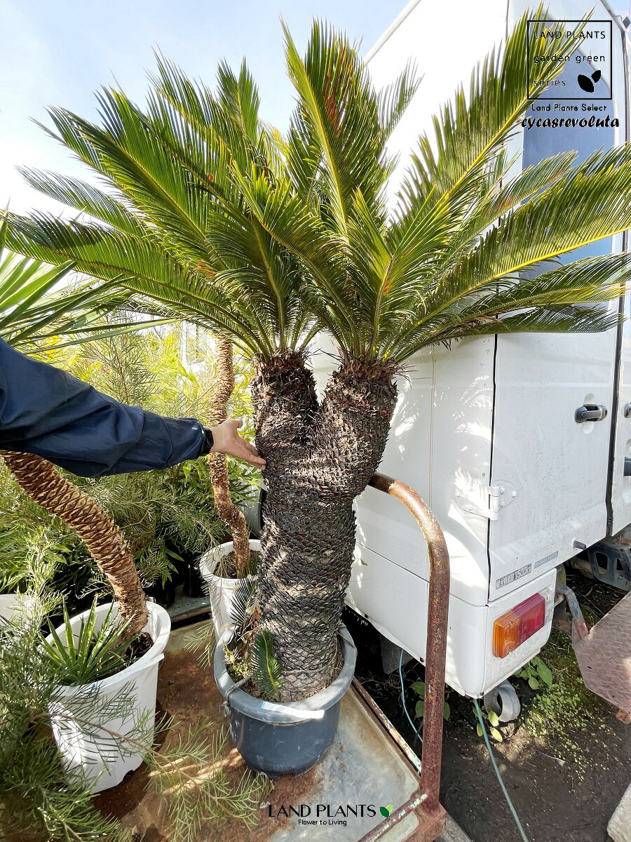 【限定1点】 蘇鉄（ソテツ：2頭）極太 1.5m Cycas revoluta