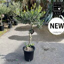 オリーブ オリーブ（1本仕立て：品種おまかせ） 1鉢 8寸 プラスチック苗 OLIVE 創樹 Olea europaea