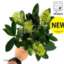 スキミア 緑葉：白花 1鉢 3号 プラスチック苗 ミヤマシキミ ミカン Skimmia japonica