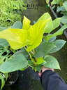 【ケース販売:8入】 ホマロメナ(サンシャインジェム) 5号 プラスチック鉢 8鉢 ホマロメナサンシャインジェム Homalomena Sunshinegem