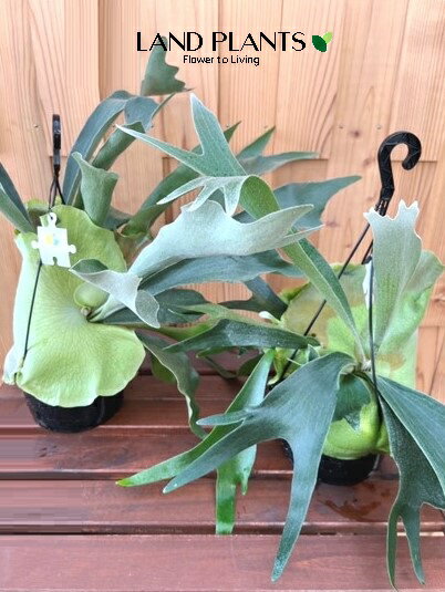 【ケース販売：5入】 コウモリラン（吊り） 5号 プラスチック鉢 5鉢 ビカクシダ 麋角羊歯 大型 ビフルカツム シダPlatycerium