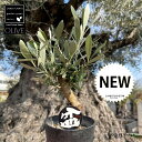 オリーブ オリーブ（盆栽仕立て） 3号 デザインプラスチック鉢 1鉢 BONSAI ぼんさい Olea europaea
