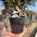 オリーブ オリーブ（盆栽仕立て） 3号 デザインプラスチック鉢 1鉢 BONSAI ぼんさい Olea europaea