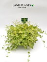 【ケース販売:24入】 ペペロミア(真亜子) 3号 ポット苗 24鉢 ペペロミア真亜子 マアコ Peperomia