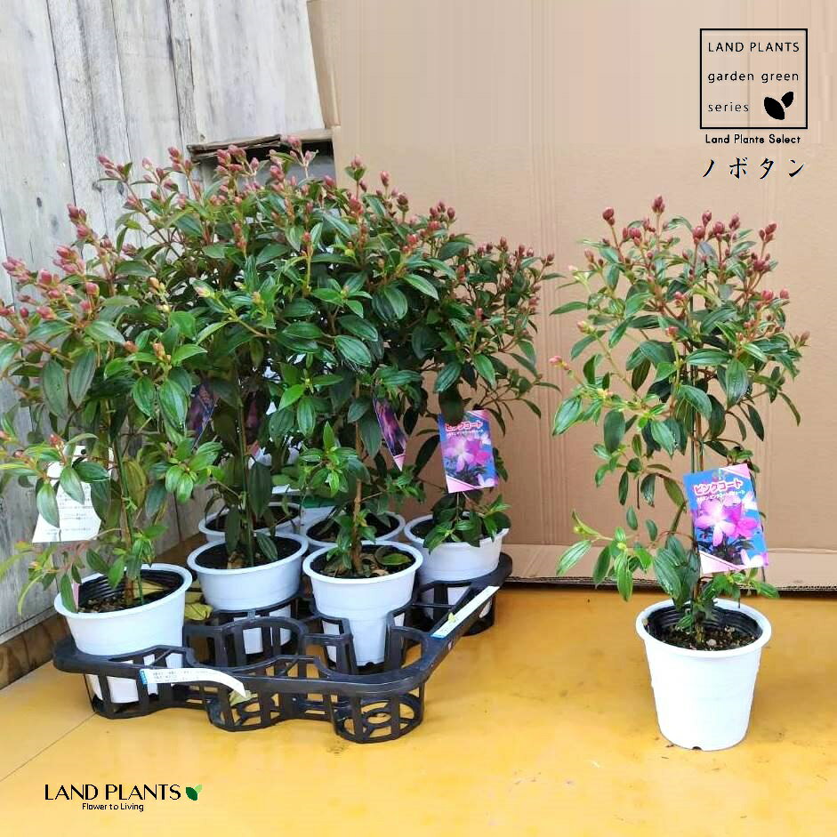 【ケース販売:8入】 ノボタン(野牡丹:ピンクコートダジュール)60cm 8鉢 4.5号 プラスチック鉢 ノボタンコートダジュール ピンクの花 ピンク Mela...