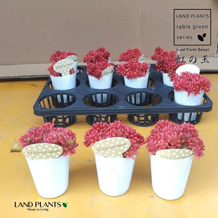 【ケース販売：12入】 【多肉植物】 ニジノタマ（虹の玉） 3号 ポット苗 12鉢 多肉 虹のたま succulent
