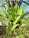 yP[X̔F2z tBhtHiv`i[tj 7 vX`bN ݂蔫 2Rhaphidophora exotic Platinum Leaves