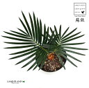 ソテツ ソテツ（こども蘇鉄） 3.5号 プラスチック苗 1鉢 蘇鉄 裸子植物 ジャパニーズ・サゴ・パーム Cycas revoluta Japanese sago palm